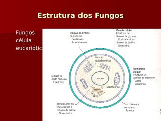 Estrutura dos Fungos.ppt